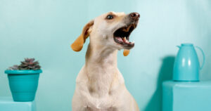 fearful dog barking in veterinary exam room