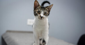 cat walking on veterinary exam table