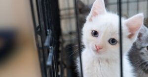 white kitten behind shelter cage bars