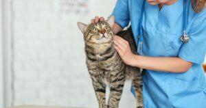 veterinary technician petting a cat