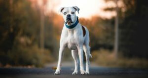 boxer dog standing in road looking at camera