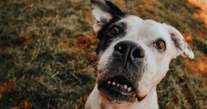 worried dog looking at camera