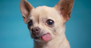 chihuahua with tongue sticking out side of mouth