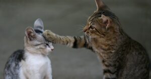 adult cat pushing kitten away with paw