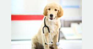 golden retriever puppy wearing stethoscope in veterinary hospital