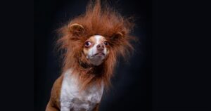 small dog wearing lion costume showing bravery and courage