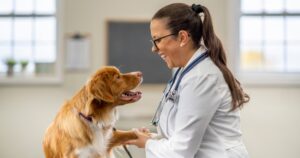 veterinarian holding paw of happy dog patient