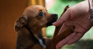 small dog paw in human hand reaching for help and comfort