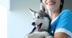 young veterinarian holding puppy husky dog