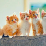 five orange and white kittens sitting side by side at different heights