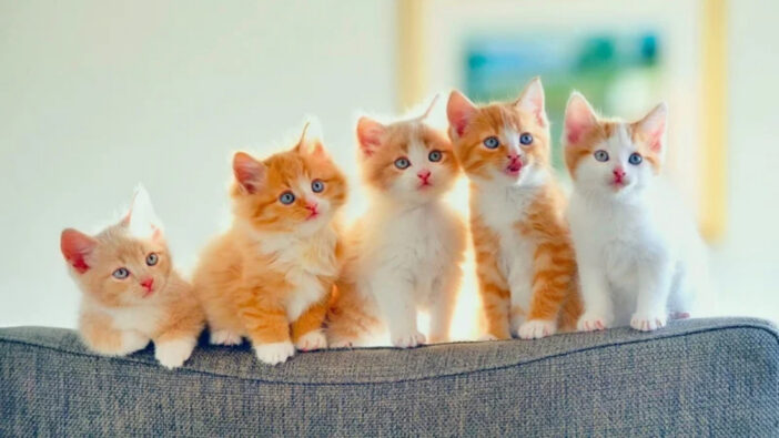 five orange and white kittens sitting side by side at different heights