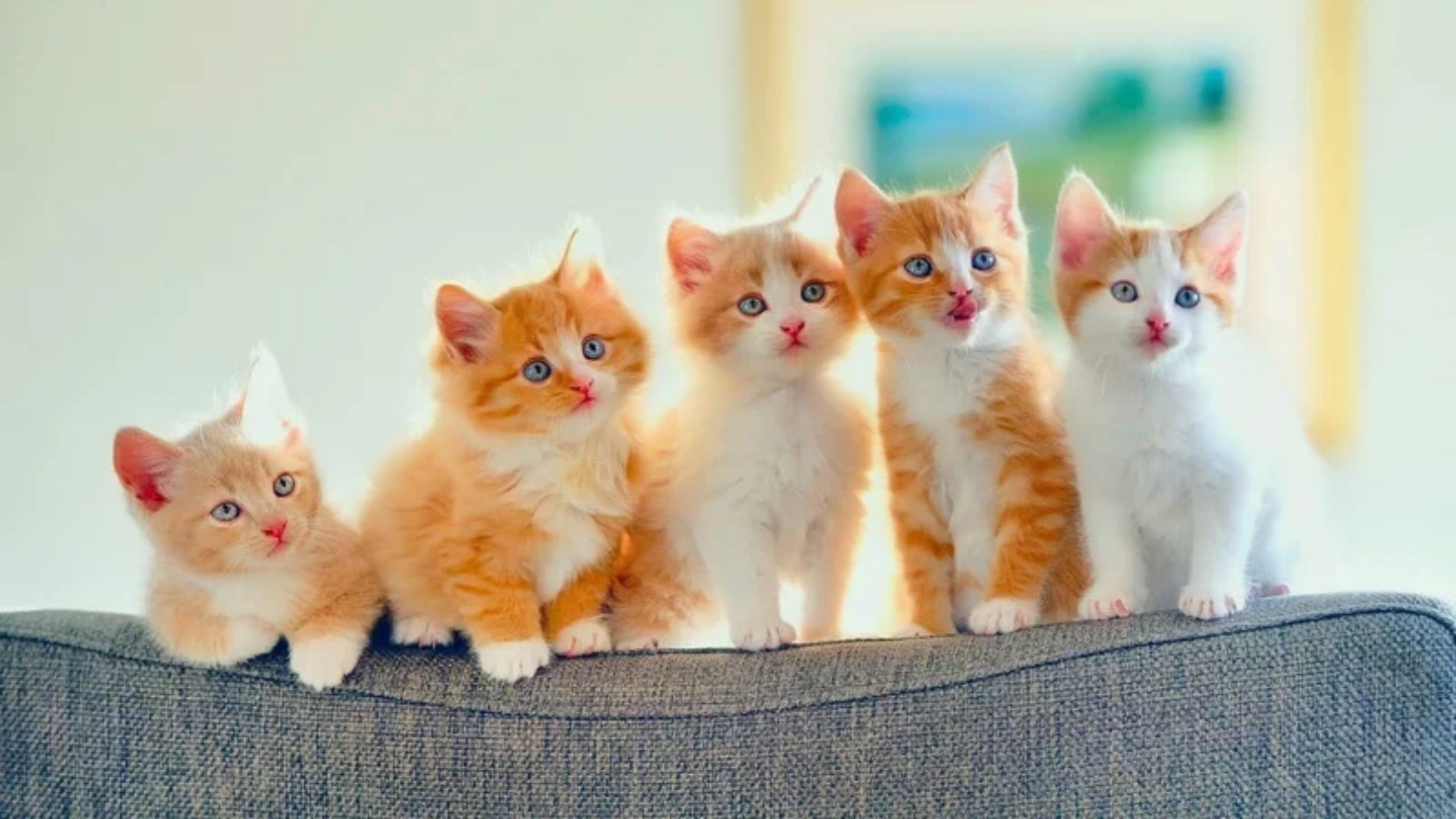 five orange and white kittens sitting side by side at different heights
