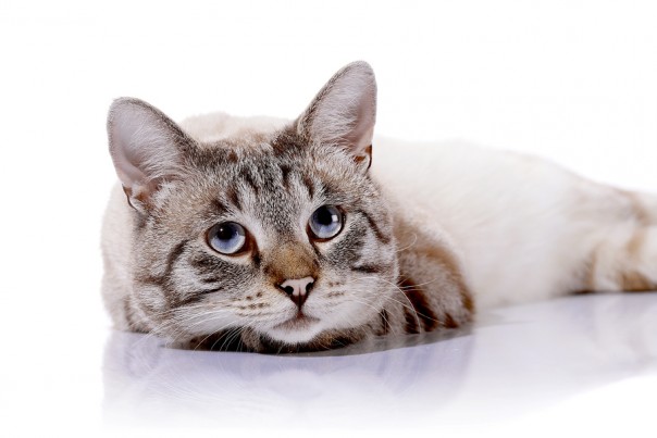 Striped Blue-eyed Cat