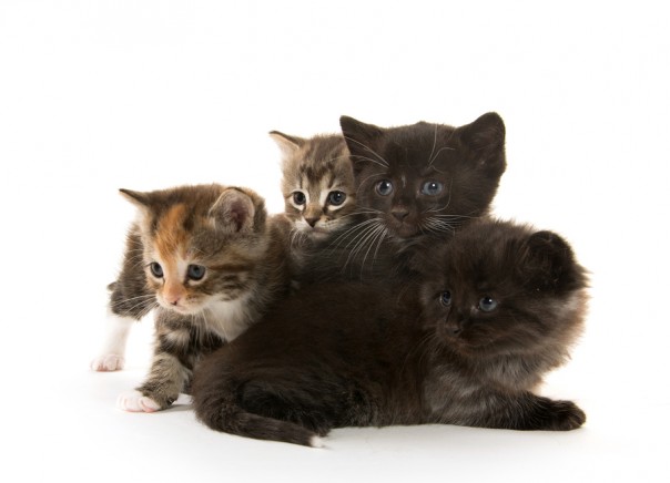 Black Cat Nursing Kittens