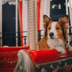 dog riding a merry-go-round carousel