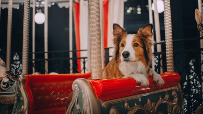 dog riding a merry-go-round carousel