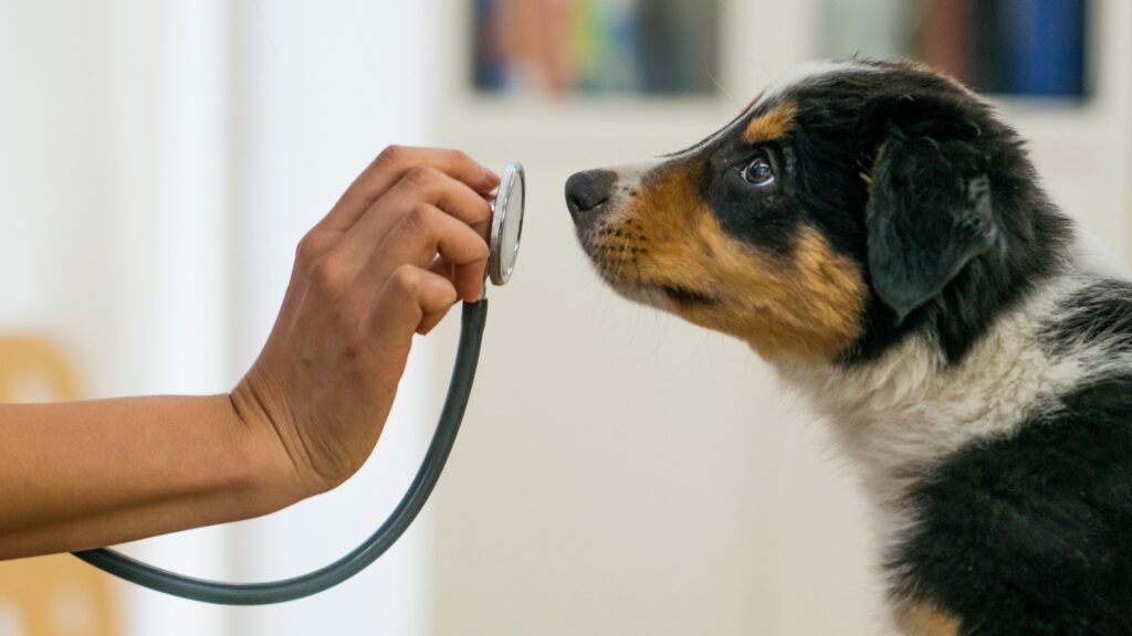 puppy looking up at veterinary assistant with stethoscope