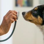 puppy looking up at veterinary assistant with stethoscope