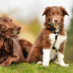 older dog looking at puppy with surprise