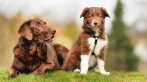 older dog looking at puppy with surprise
