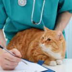 orange cat with veterinarian taking notes