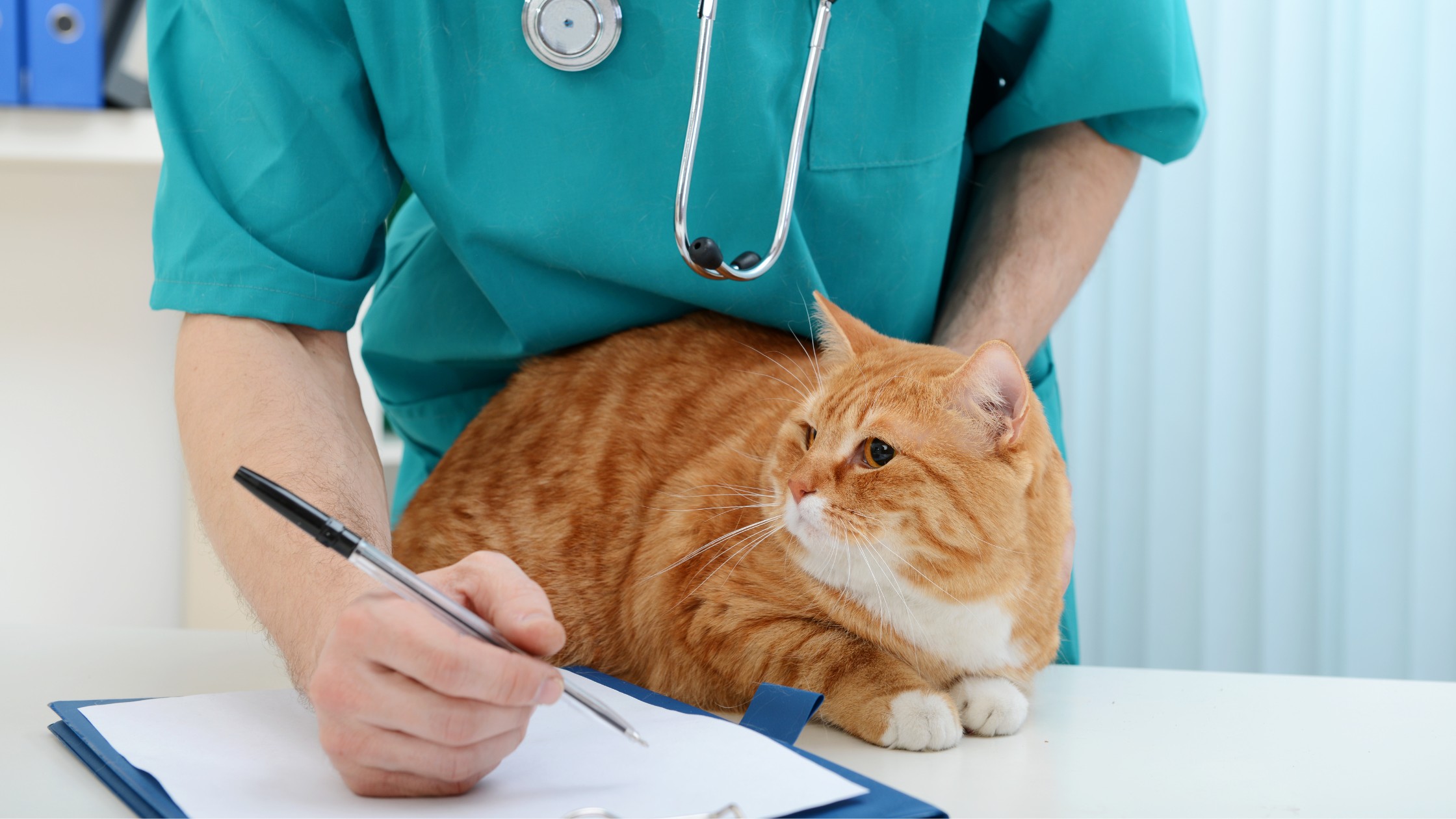 orange cat with veterinarian taking notes