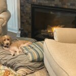 Skipper the dog laying in front of the fireplace on a snow day