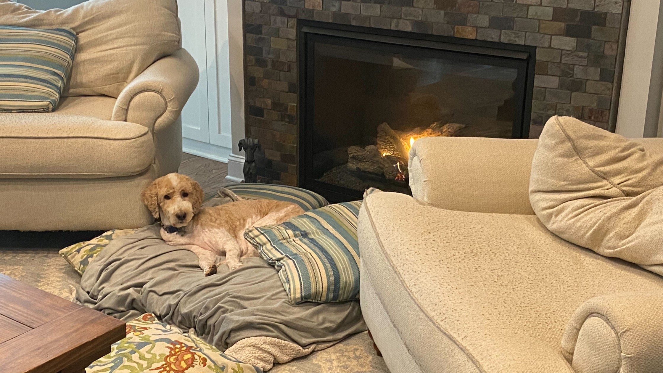 Skipper the dog laying in front of the fireplace on a snow day