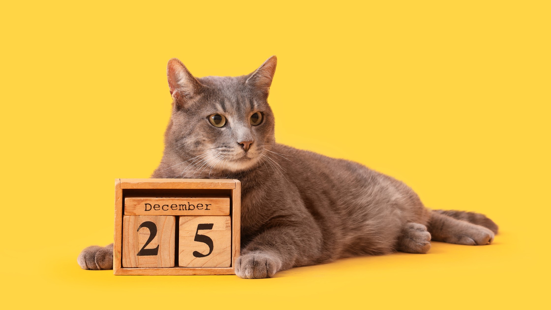 cat with wood calendar blocks that show december 25
