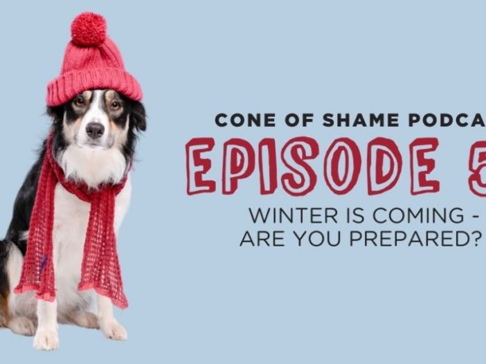 Is Your Dog Prepared for Winter