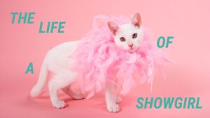 white kitten wearing a pink feather boa surrounded by the words Life of a Showgirl