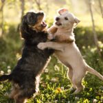 two puppies play fighting