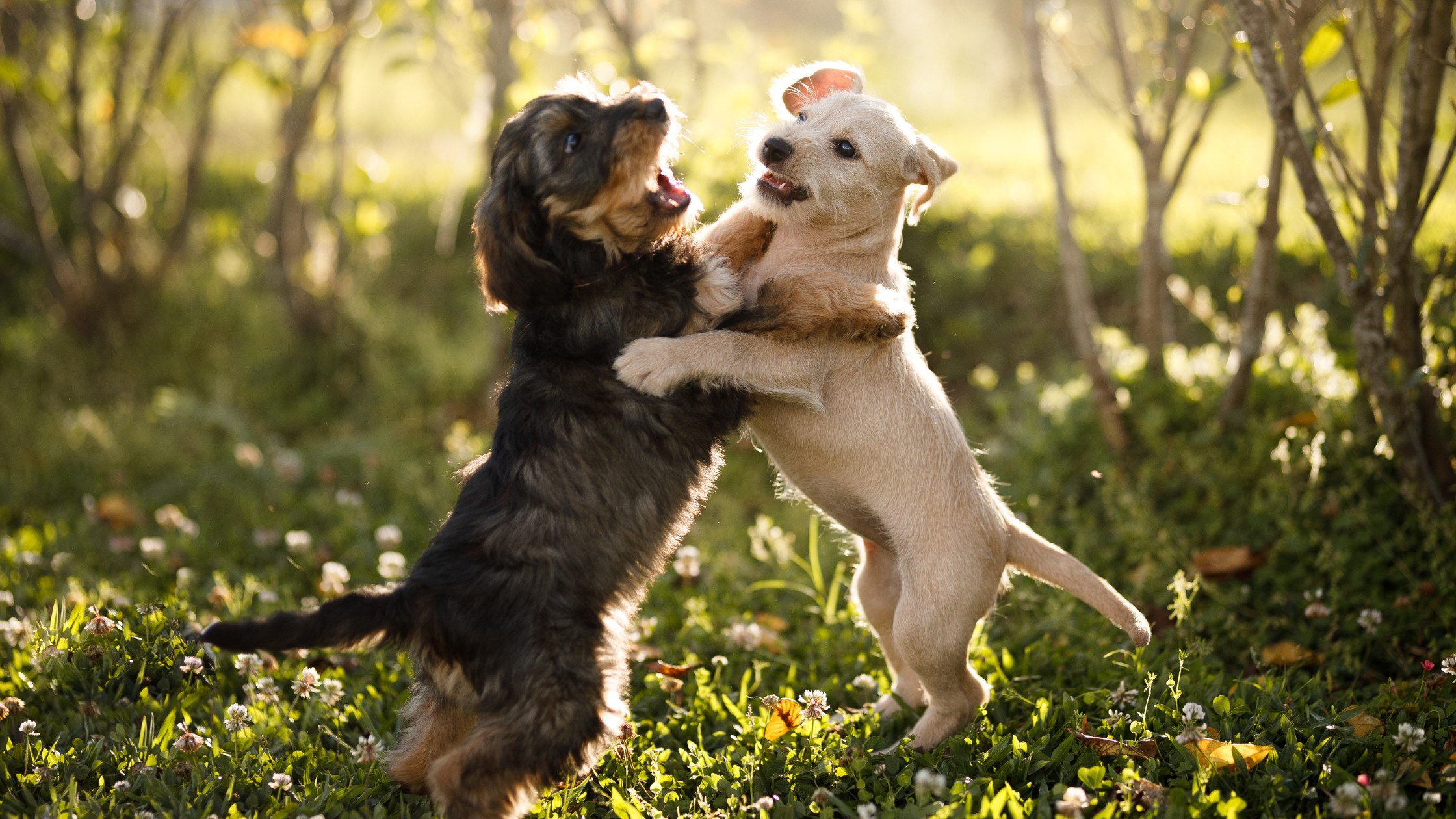 two puppies play fighting