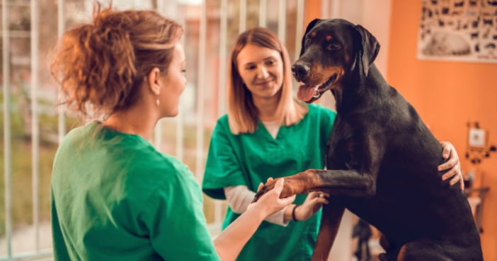 doberman with veterinary team