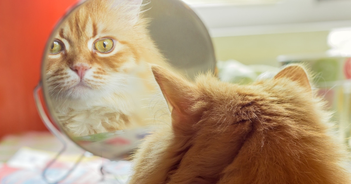 orange cat looking at itself in a mirror