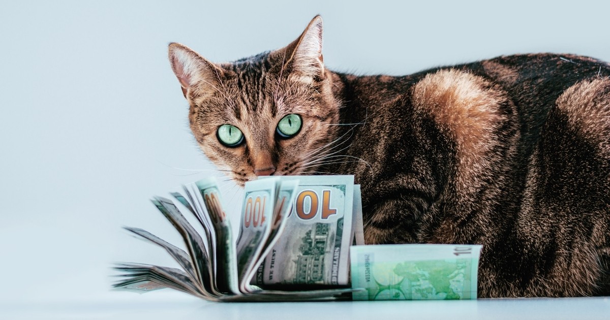 Животные с деньгами. Кошка с деньгами. Кошачья валюта. Денежный кот заставка.