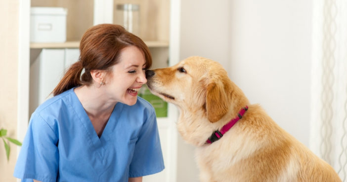 happy veterinarian and golden retriever