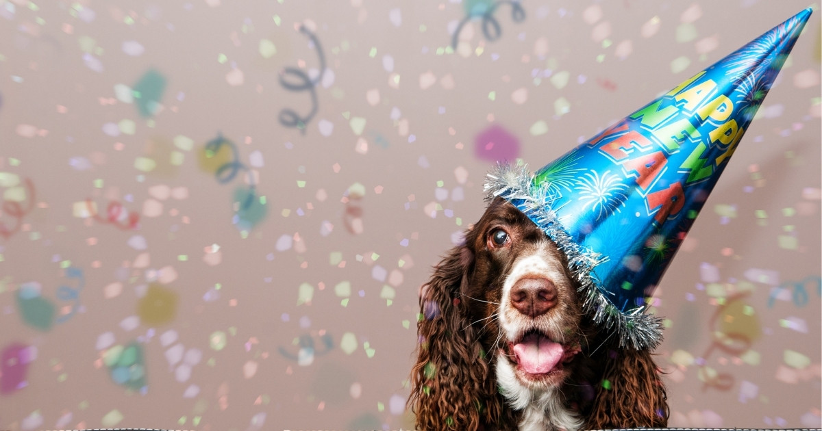 dog celebrating new year
