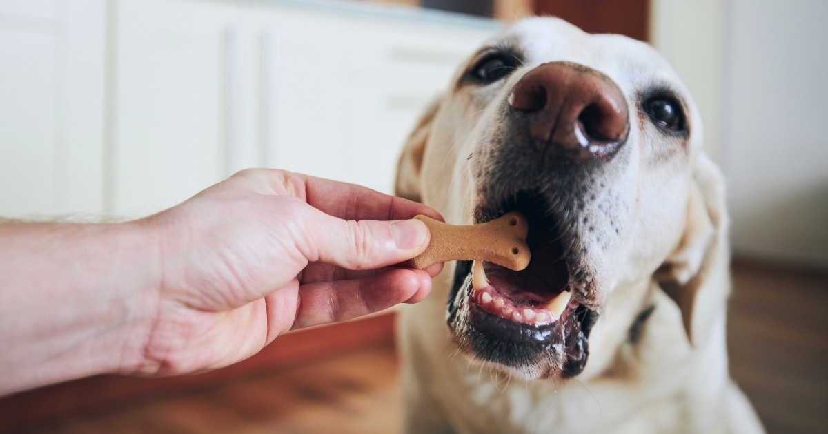 Dog With “Swollen” Gums (HDYTT)