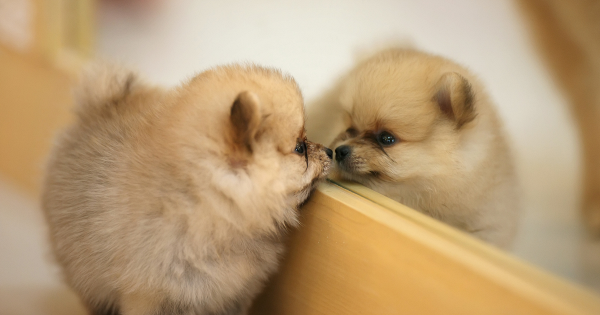 pomeranian looking at itself in the mirror