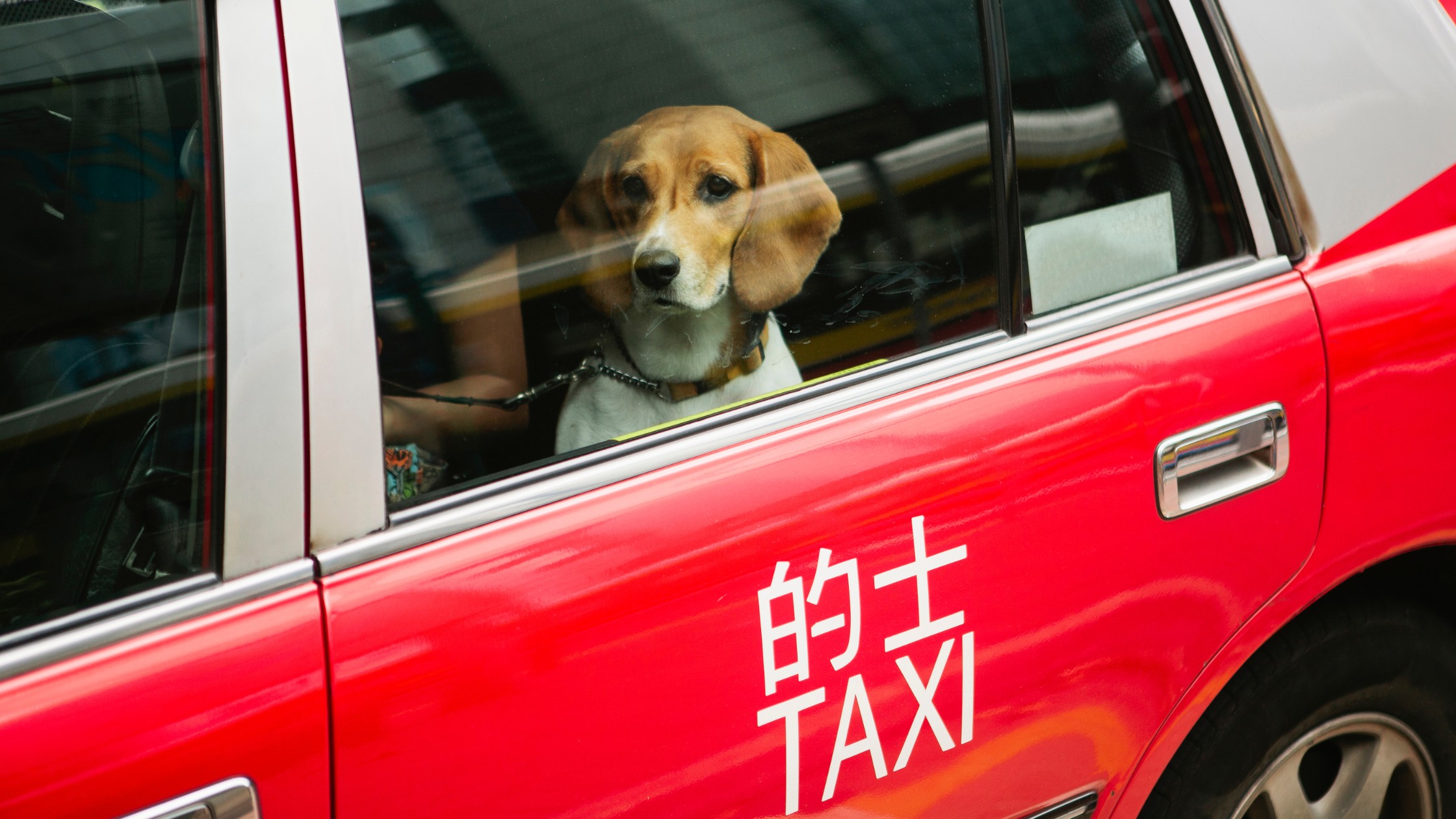 beagle dog in a taxi
