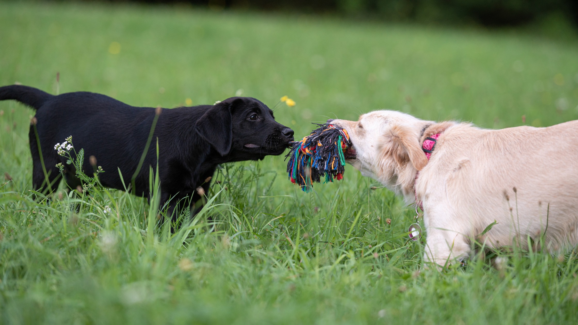 two dogs playing tug-of-war with rope toy