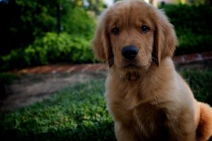 Puppy