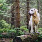 labrador dog alone in forest