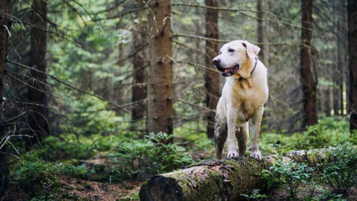 labrador dog alone in forest