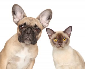 Close-up portrait of a cat and dog, isolated on white background