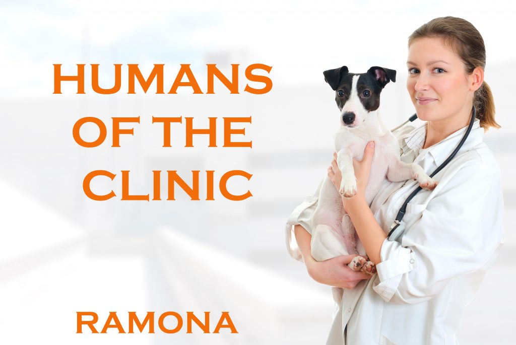 Female veterinarian holding jack russell terrier on hospital background
