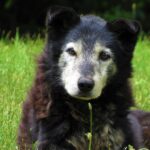 old dog with white face lying in grass