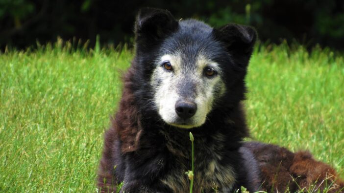 old dog with white face lying in grass