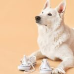 white shepherd with tennis shoes